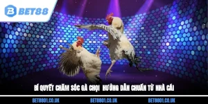 Bí Quyết Chăm Sóc Gà Chọi - Hướng Dẫn Chuẩn Từ Nhà cái