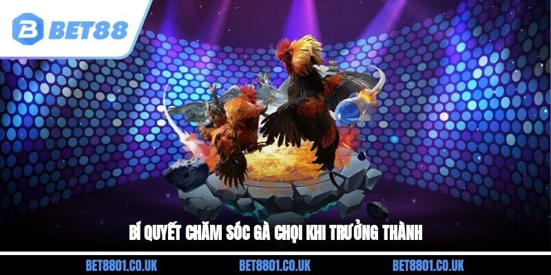 Bí quyết chăm sóc gà chọi khi trưởng thành