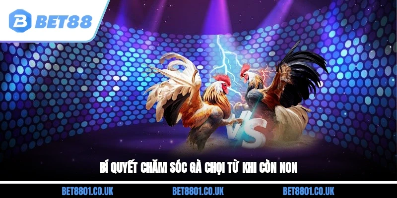 Bí quyết chăm sóc gà chọi từ khi còn non