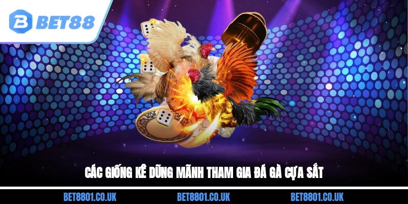 Các giống kê dũng mãnh tham gia đá gà cựa sắt