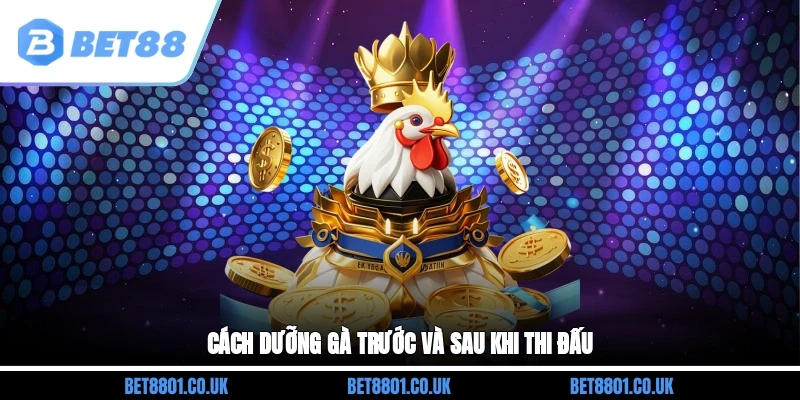 Cách dưỡng gà trước và sau khi thi đấu