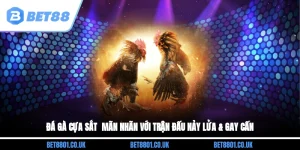 Đá Gà Cựa Sắt - Mãn Nhãn Với Trận Đấu Nảy Lửa & Gay Cấn