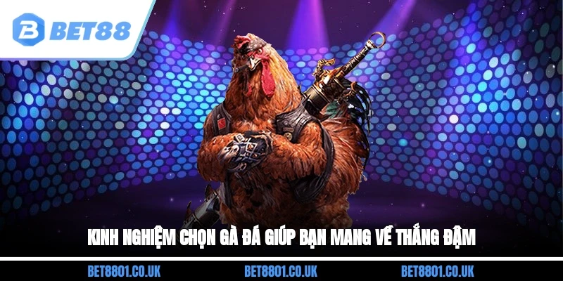 Kinh nghiệm chọn gà đá giúp bạn mang về thắng đậm