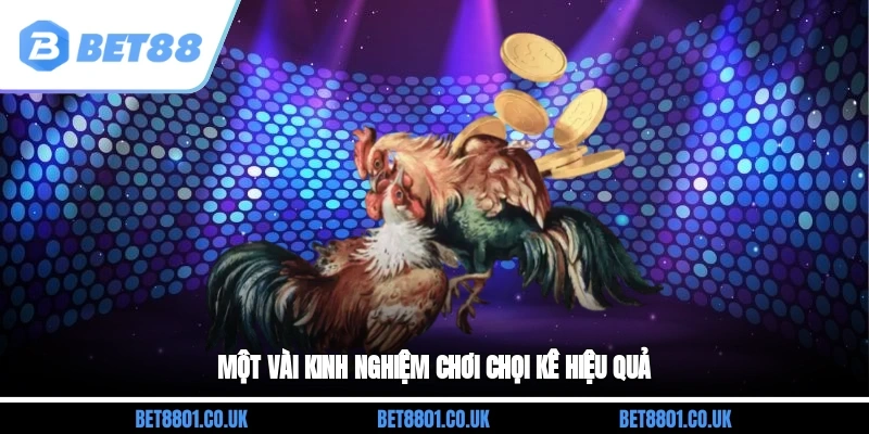 Một vài kinh nghiệm chơi chọi kê hiệu quả