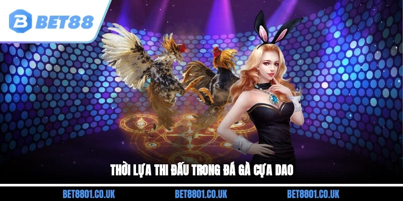 Thời lựa thi đấu trong đá gà cựa dao